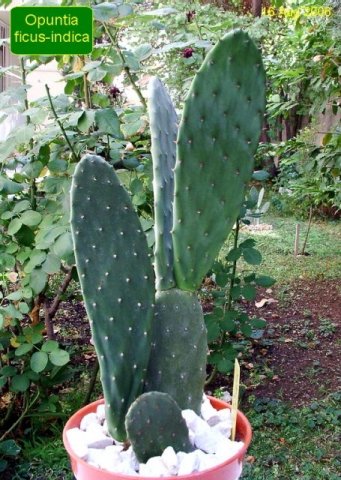 Opuntia _ficus-indica _05